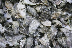 Oyster Seed Grading